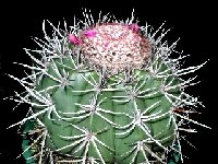 Melocactus bahiensis ssp acispinosus HU258a Jacobina, Bahia, Brazil ©Jean Bénézet.jpg